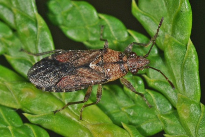 Orsillus depressus