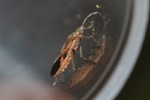Arocatus longiceps