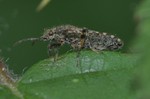 Heterogaster urticae