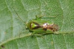 Neolygus viridis
