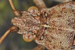 Stictopleurus abutilon