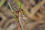 Eurygaster testudinaria Larve