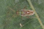 Conostethus venustus