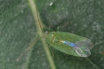 Orthotylus concolor
