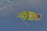 Orthotylus concolor