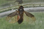 Phoenicocoris obscurellus