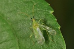 Macrolophus pygmaeus