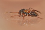  Pilophorus cinnamopterus