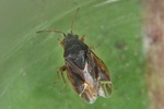 Stygnocoris sabulosus