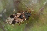 Scolopostethus affinis
