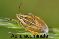 Aelia acuminata