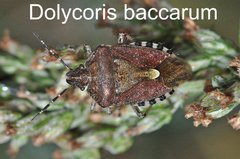  Dolycoris baccarum