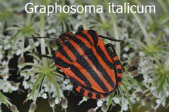 Graphosoma italicum
