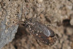 Stygnocoris fuligineus