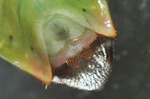 Elasmostethus minor Genitalsegment Männchen