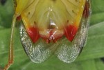 Elasmostethus interstinctus Genitalsegment Männchen