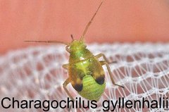 Charagochilus gyllenhalii
