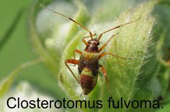 Closterotomus fulvomaculatus Larve