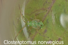 Closterotomus norwegicus - Larve