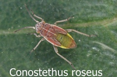 Conostethus roseus Larve