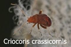 Criocoris crassicornis Larve