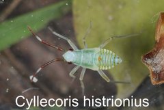 Cyllecoris histrionius Larve