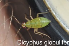 Dicyphus globulifer Larve