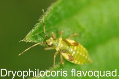 Dryophilocoris flavoquadrimaculatus Larve