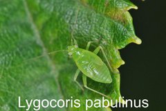 Lygocoris pabulinus Larve