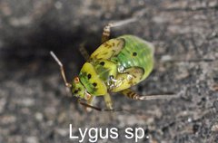 Lygus sp. Larve