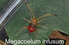 Megacoelum infusum Larve