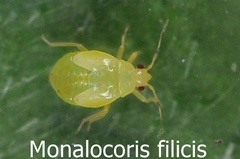 Monalocoris filicis
