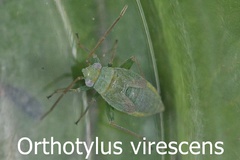 Orthotylus virescens