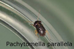 Pachytomella parallela Larve