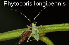 Phytocoris longipennis