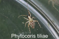 Phytocoris tiliae Larve