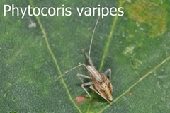 Phytocoris varipes Larve