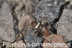 Pilophorus cinnamopterus Larve