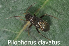 Pilophorus clavatus Larve