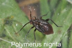 Polymerus nigrita Larve