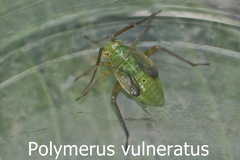 Polymerus vulneratus Larve