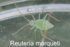 Reuteria marqueti Larve