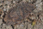 Sciocoris homalonotus