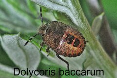 Dolycoris baccarum Larve