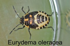Eurydema oleracea Larve