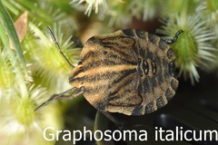Graphosoma italicum Larve