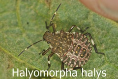 Halyomorpha halys Larve