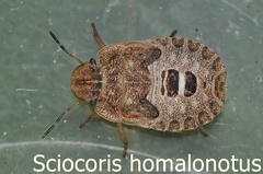 Sciocoris homalonotus Larve