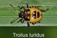 Troilus luridus Larve