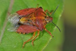 Carpocoris purpureipennis